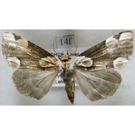 Thyatira batis (Linnaeus, 1758) Plamówka malinówka Czech14f